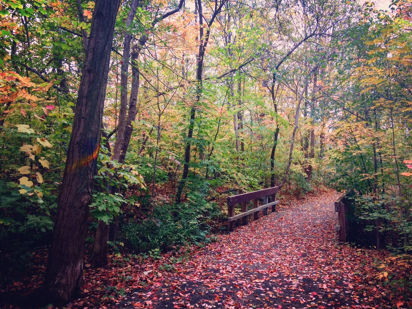Bayshire Woods
