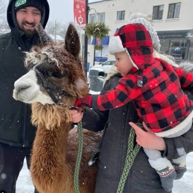Alpaca Love Walk - 2023