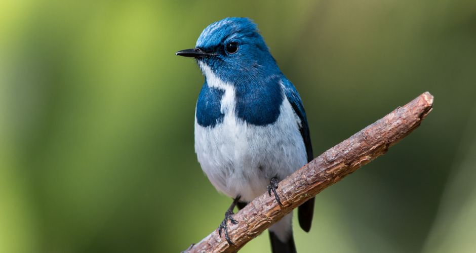 Basics To Birding: Walk And Workshop - Jun 03