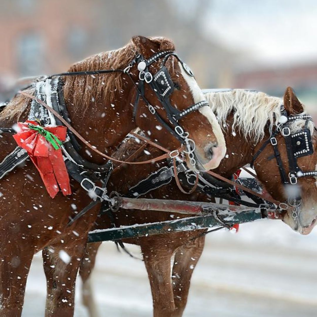 Horse and Carriage Rides
