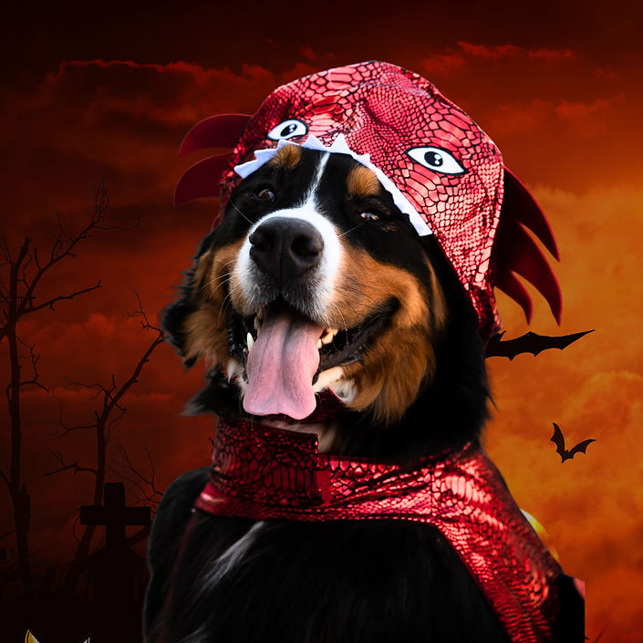 Tails & Treats - 2024