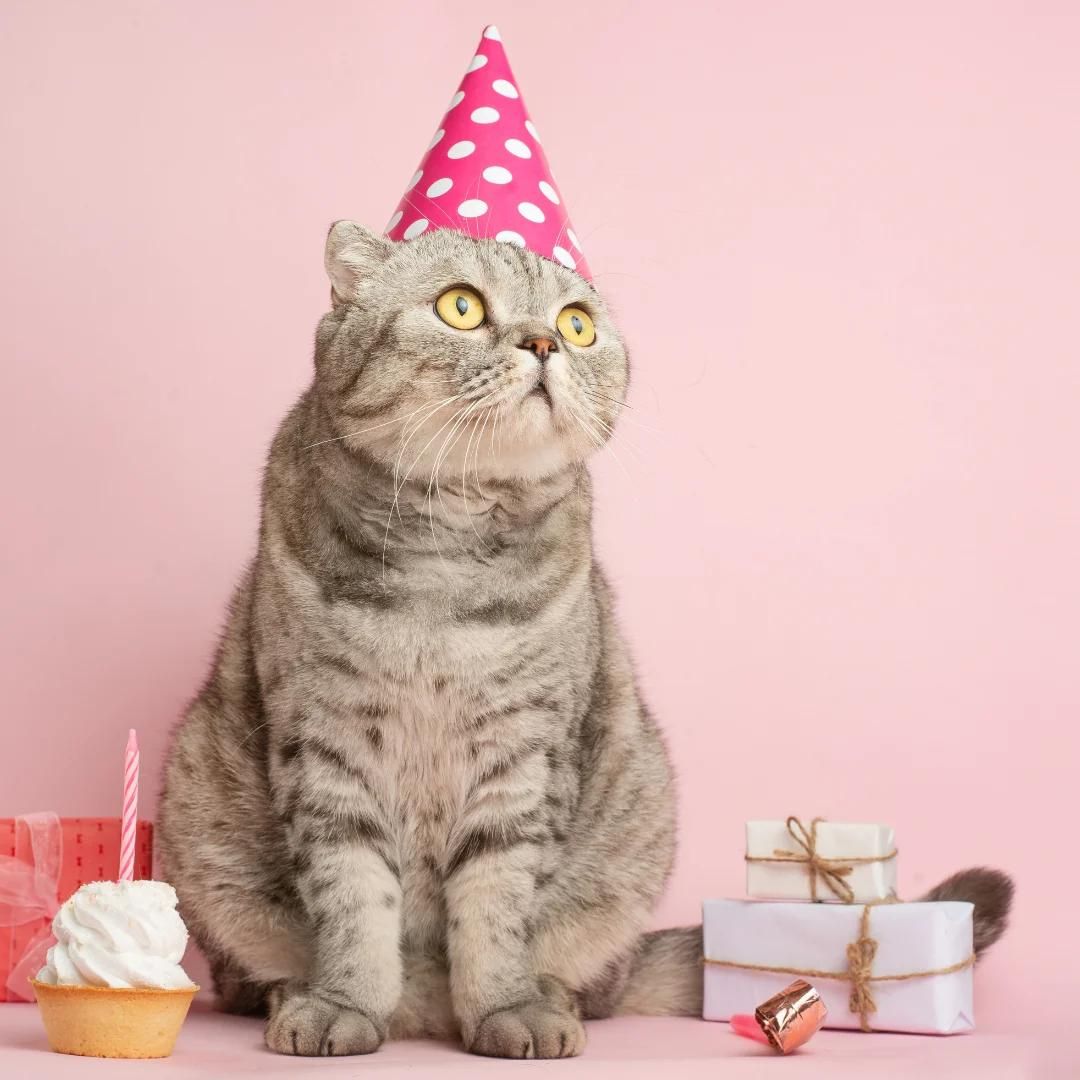 Paw-some Pet Party