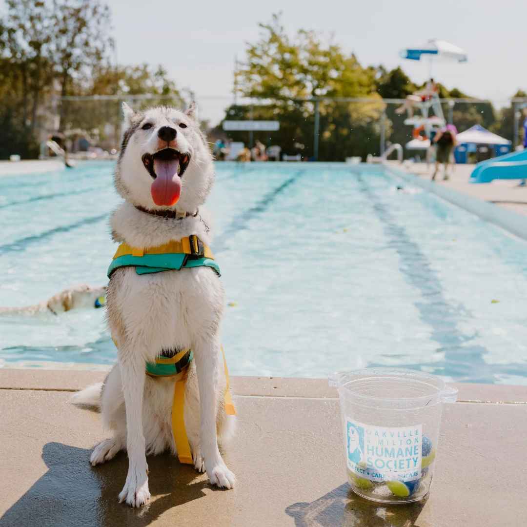 Doggie Dip