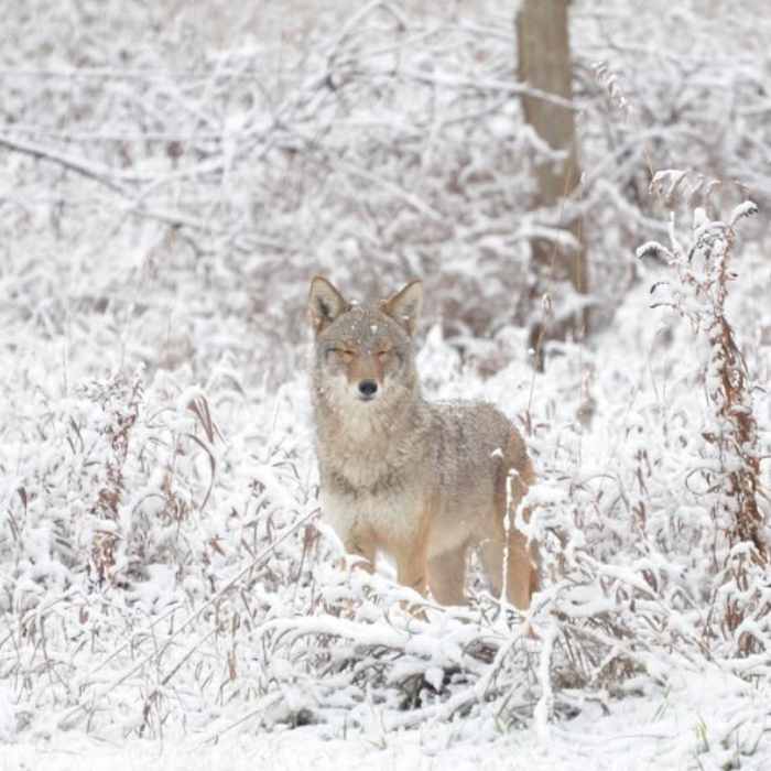 New Years Eve - Coyote Howl