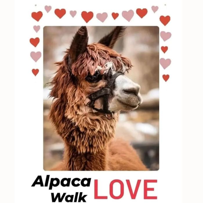 Alpaca Love Walk